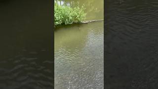 How Many Minnows Are There?