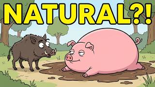 Were Pigs Built to Be This Fat — or Did We Do That