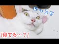 もはや寝てるのか起きてるのかわからない猫が面白すぎる…