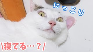 もはや寝てるのか起きてるのかわからない猫が面白すぎる…