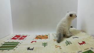 ラグドール 女の子 21 4 2生まれ Youtube