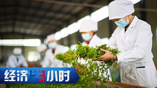 传统茶园大升级！足不出户管理茶园，浇水施肥一键搞定，管理成本降低30%，茶叶产量提高20% 「经济半小时」20240415 | 财经风云