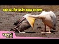 10 Thành Phần BỐ ĐỜI Sẵn Sàng Nuốt Chửng Cả Thế Giới! Động Vật Hôm Nay #10