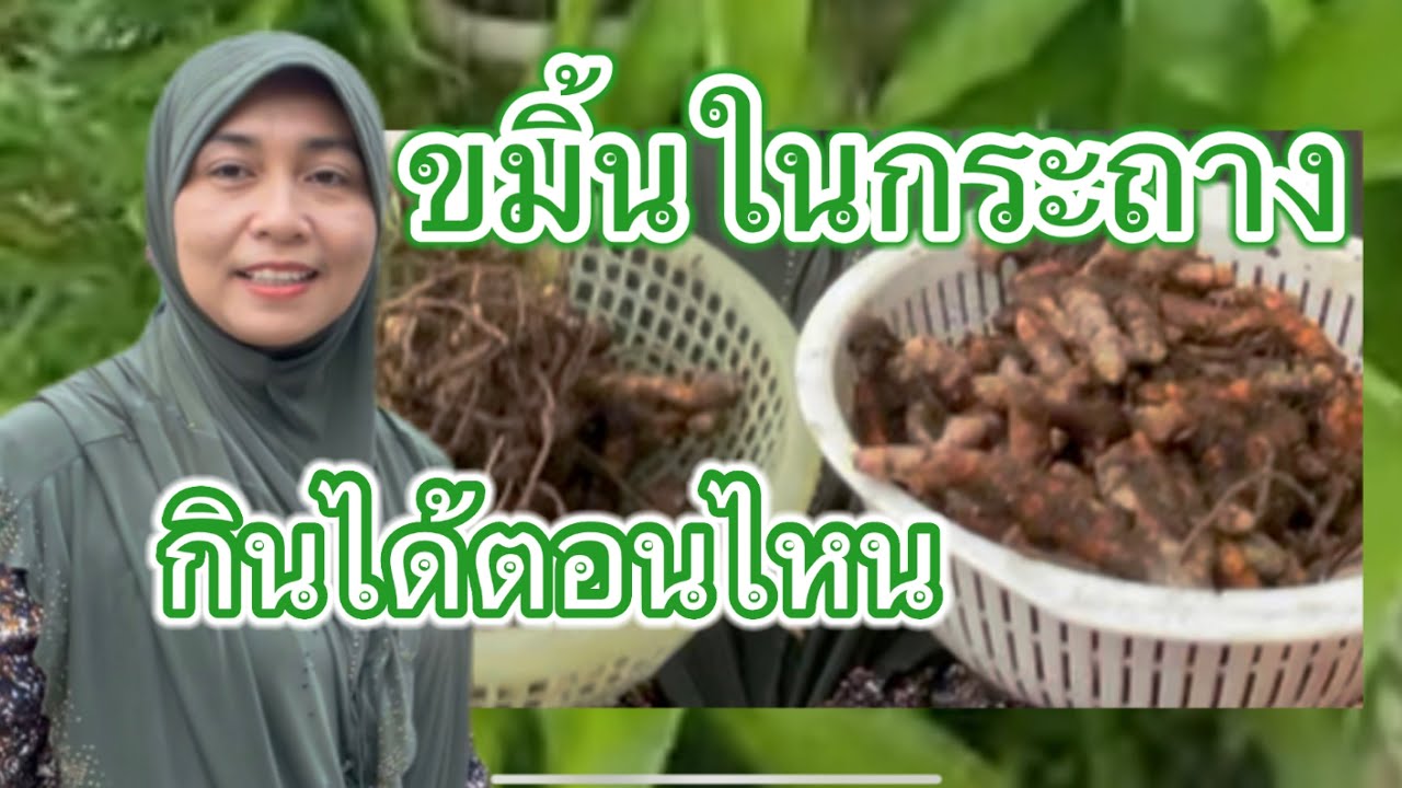 ขมิ้นแกง ขมิ้นขาว จะเก็บได้เมื่อไหร่ | เหตุไฉนจึงรื้อมาปลูกใหม่ | เก็บแบบไหนถึงจะไว้ได้นาน