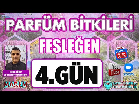 Video: İlginç Fesleğen Kullanım Alanları: Fesleğen Kullanmanın Geleneksel Olmayan Yollarını Öğrenin