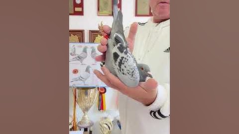 DV01769 22 731 VIDEO