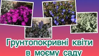 картинка: Грунтопокривні квіти в моєму саду | рослини для квітників легкого догляду #мійсад