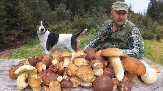 Completion of the mushroom season for picking porcini mushrooms.