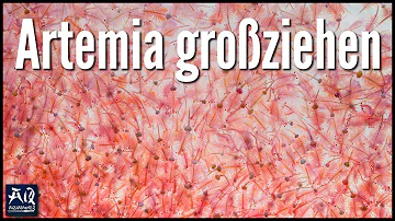 Was braucht man um Artemia gross zu ziehen?