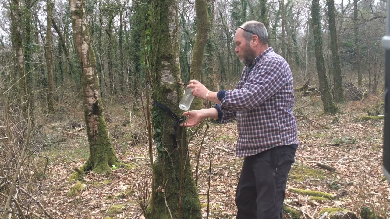 Tapping Birch sap