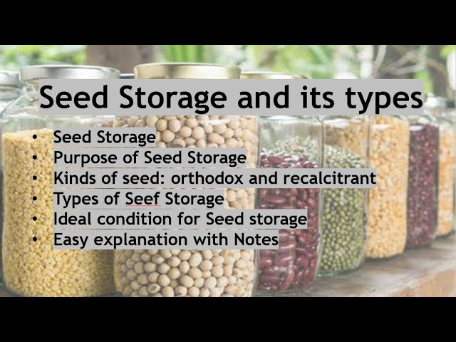 Best Seed Storage System I've EVER Used! 