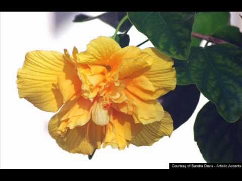 يارب إني أحسنت ظني للمنشد الشيخ سعد العطري
