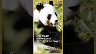 Giant pandas to return home after 13 years in France