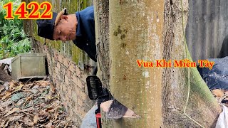Chỉ biết bỏ chạy khi Vua Khỉ cưa hạ nguyên thân nhiều cây gần nhà (2/2) Cutting trees by Hai Lúa Tiền Giang 8,359 views 3 weeks ago 51 minutes