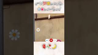 A Mother Cat Save His Child