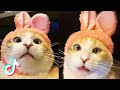 Funny Cats of TikTok Compilation - Catty Doing Funny Things TIK TOK Compilation #1