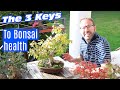 Bonsai care - How to keep your bonsai healthy (forever)
