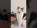 Funny Cat &amp; Cute Kittens530😻 #shorts #kucing #kucinglucu #funny #pet #cat #foryou #viral #viralvideo