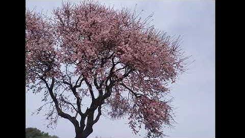 القارئ الشيخ ماهر المعيقلي تلاوة لسورة يوسف.. كاملة