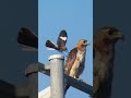 Mockingbird Attacks Red Tailed Hawk Mockingbird Attacks Red Tailed Hawk