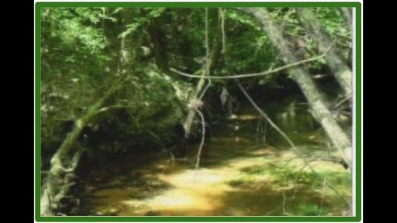 Mississippi Mud YouTube