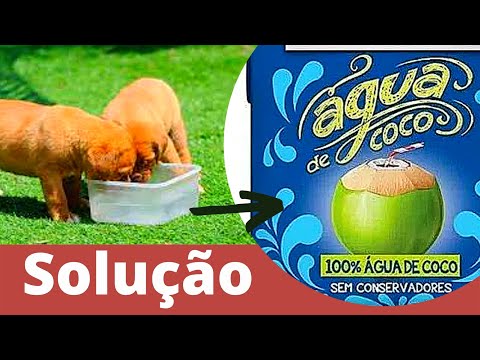 Vídeo: Os gatos podem ser alérgicos aos cães?