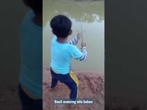 Mancing Nila Babon ||ikannila||bawahjembatan||gede||liar#shorts