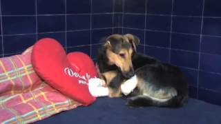 BIOPTRON light therapy - treating wounded dog Mila