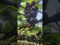 🍇 മുന്തിരിത്തോട്ടത്തിലെ കൺകുളിർക്കുന്ന കാഴ്ചകൾ! | #shortsviral
