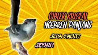 Ciblek Kristal Gacor Ngebren Jernih Jeda 1 Menit