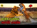 🔴Rợn Gáy Với Tử Chiến Kinh Hoàng Giữa Chúa Tể Muôn Loài Và Chúa Sơn Lâm - Ai Mới Là Vua?