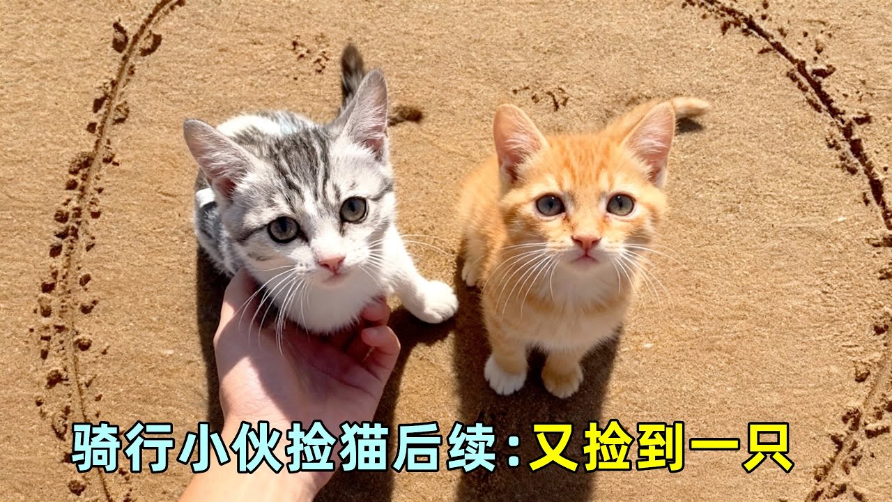 小伙骑行捡到两只流浪小猫，开启一人两猫的快乐旅行