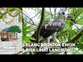 ELANG BRONTOK! Ewon Beruntung Bisa Melihat Dari Dekat | JEJAK RIMBA (1/2)