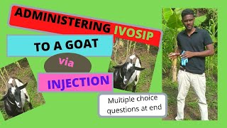 Administering Ivosip Via Injection To A Goat