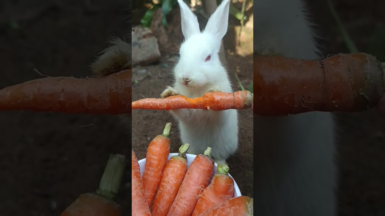 Baby rabbit enjoys his carrot🥕🥕 