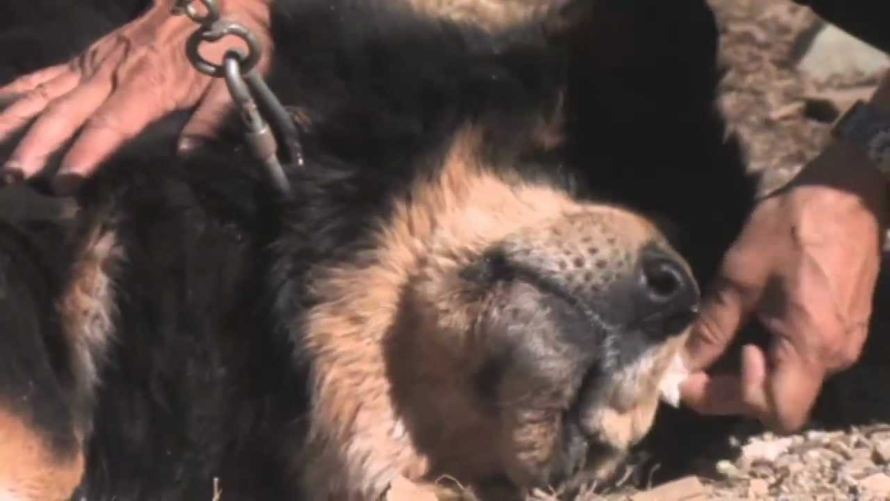 The Tibetan Mastiffs YouTube