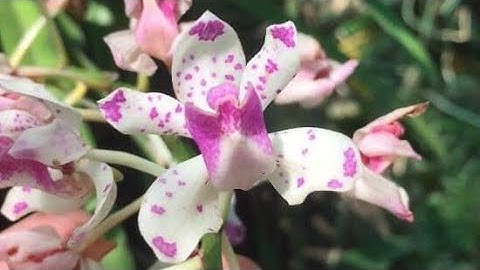 Ngọc điểm ngũ đỉnh rừng (núi ) chóp dung, hàm thuận Bắc, Bình thuận.