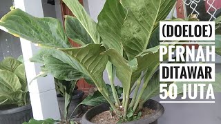 Harga bunga Anthurium Jemani