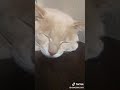【Tik Tok】ブスかわ猫ちゃん