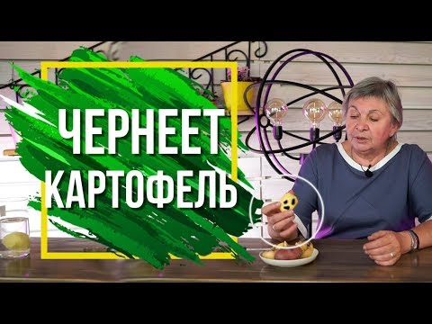 Почему Чернеет Картофель При Хранение ✔️ Можно ли есть почерневший картофель сад