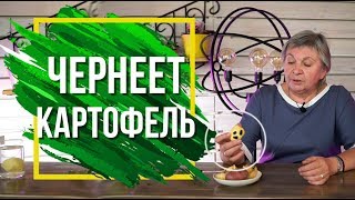 Почему Чернеет Картофель При Хранение ✔️ Можно ли есть почерневший картофель сад