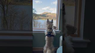 Dog gets excited about his view from his Scottish holiday accommodation