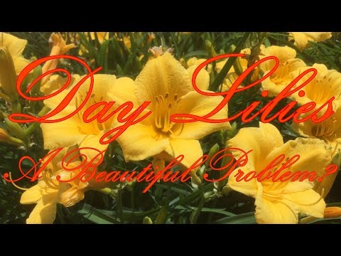 Видео: Өдрийн сараана цэцгийн дэлбэрэлт: Өдрийн сараана цэцгийн дэлбэрэлтээс урьдчилан сэргийлэх зөвлөмжүүд