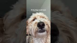 #funny #dog #text #sms #imessage