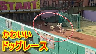 【つくばわんわんランド】秋のドッグレース【小型犬・大型犬】 screenshot 3