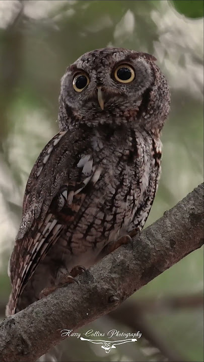 Screech owls in Florida