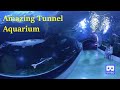 3D 180VR 4K Amazing Giant Amazon Fish in Aquarium Tunnel