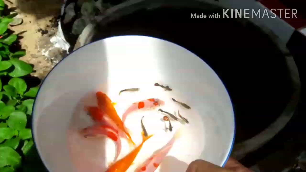 Blue Black Guppy Guppies Betta Bala Shark Molly PingPong Goldfish koi