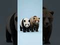 Panda + Other Bears… What Happens?  | Arcane Mutation