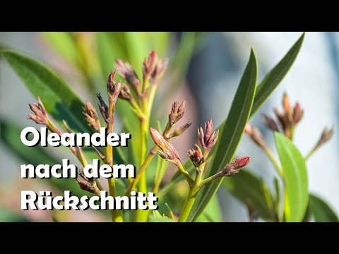 Oleander nach Radikalschnitt: So buschig wächst er zurück
